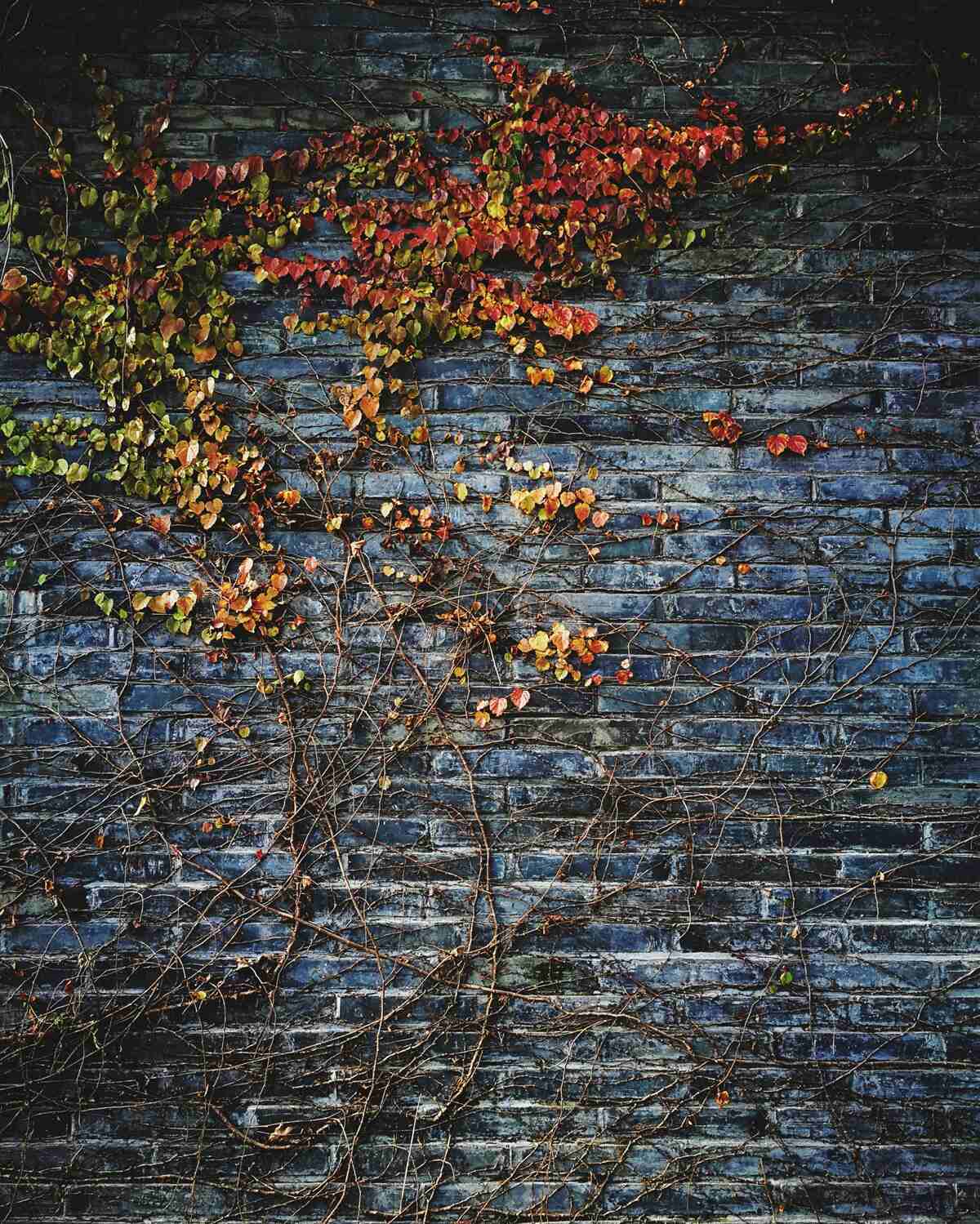 Fototapeta bluszcz schodzący po ceglanym murze