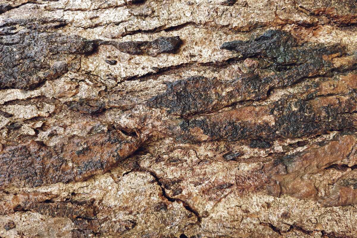Fototapeta atrakcyjna, naturalna skórka