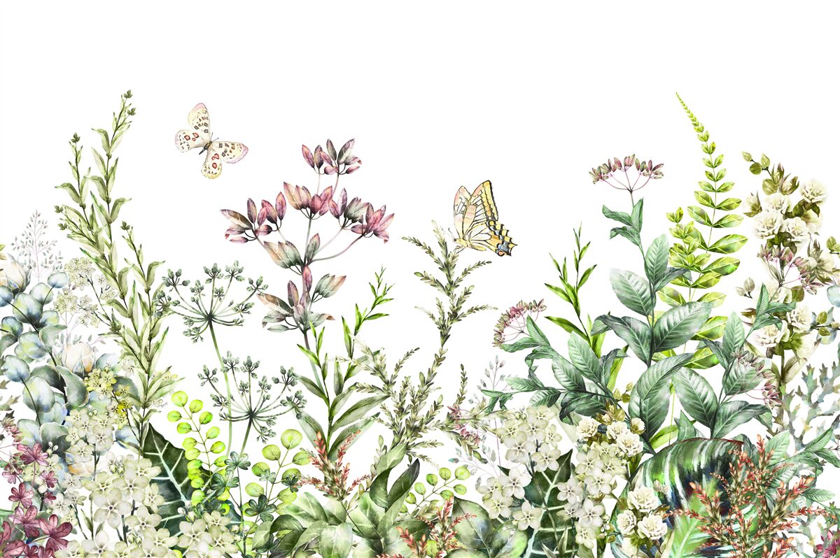 Fototapeta lepidoptera na pąkach polnych