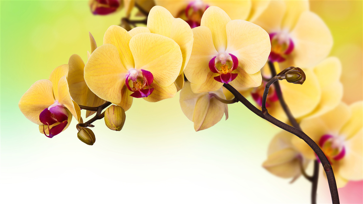 Fototapeta gałąź żółtej orchidei kwitnącej w kolorze