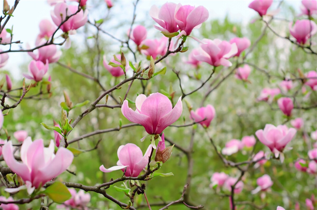 Fototapeta ogród magnolii z różowymi kwiatami latem