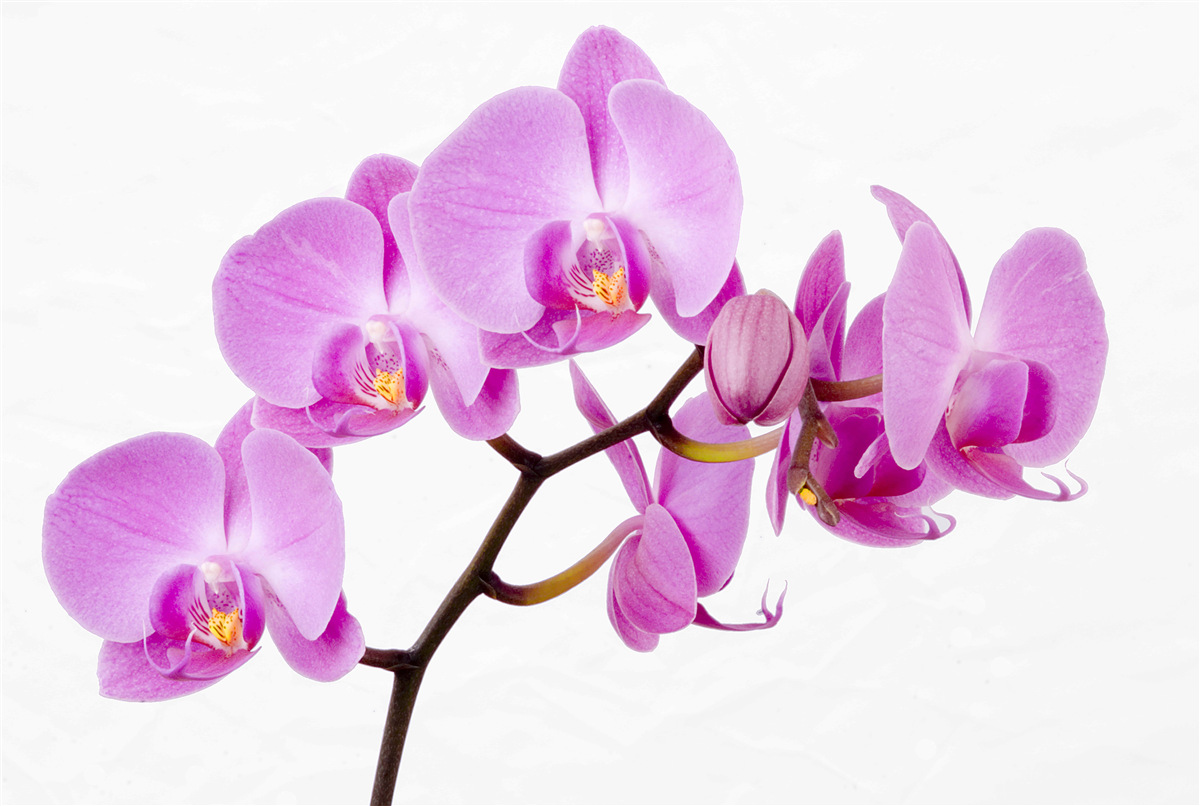 Fototapeta fioletowa orchidea afrodyty