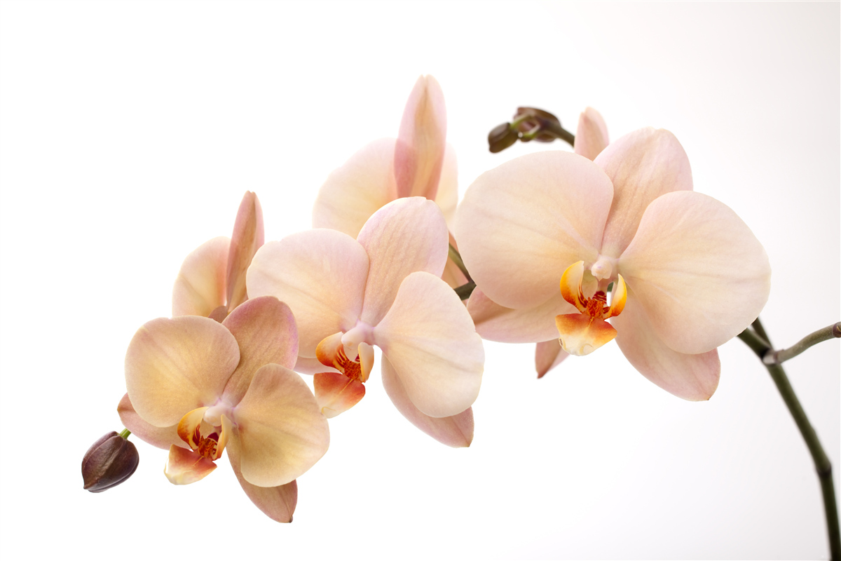 Fototapeta izolowana gałąź orchidei brzoskwiniowej