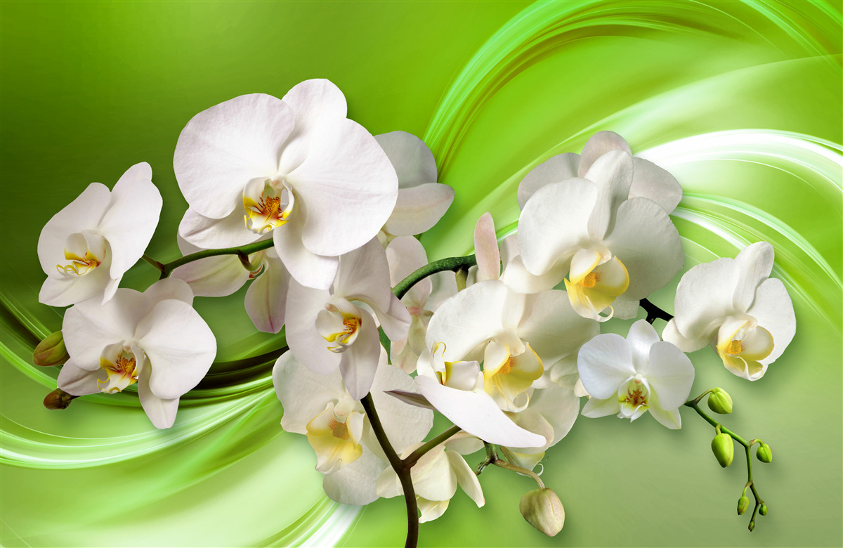 Fototapeta białe orchidee znajdujące się na gałęzi na zielonym tle