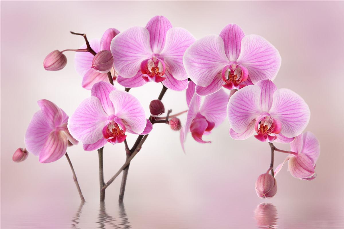 Fototapeta nad wodą wiszą gałęzie liliowej orchidei