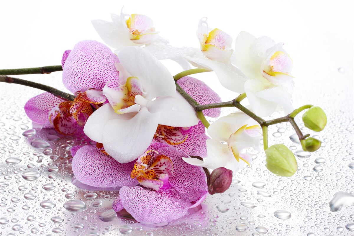 Fototapeta krople rosy na gałęziach białej i liliowej orchidei