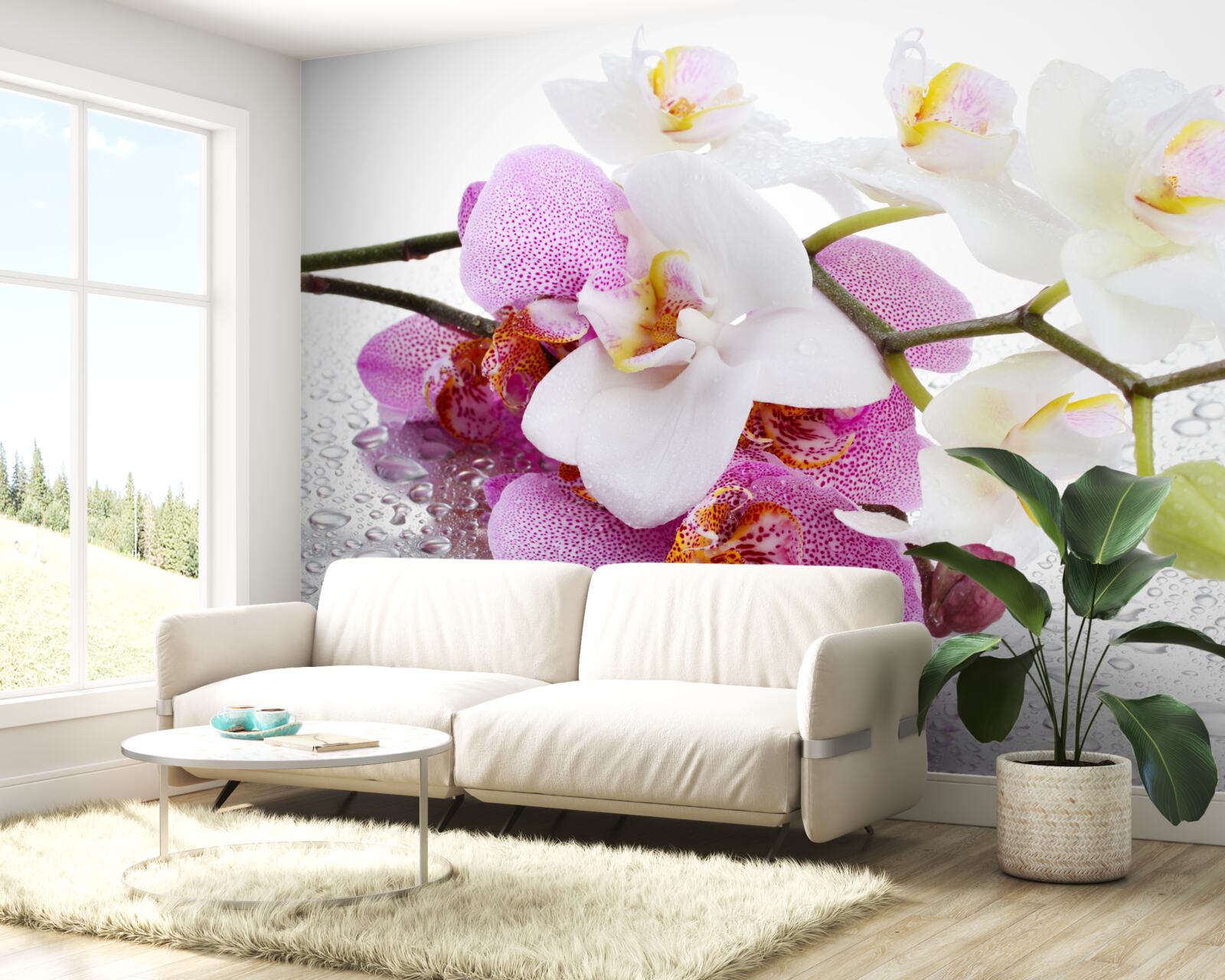 Fototapeta krople rosy na gałęziach białej i liliowej orchidei
