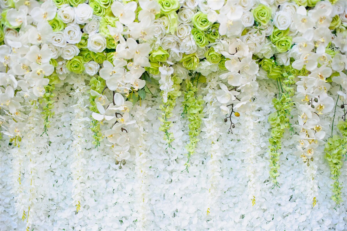 Fototapeta białe orchidee pokryły ścianę kwiatowym dywanem