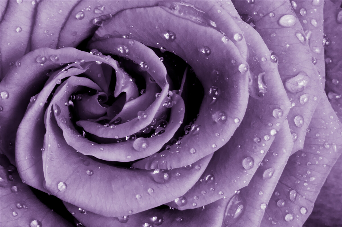 Fototapeta poranna rosa na fioletowej róży