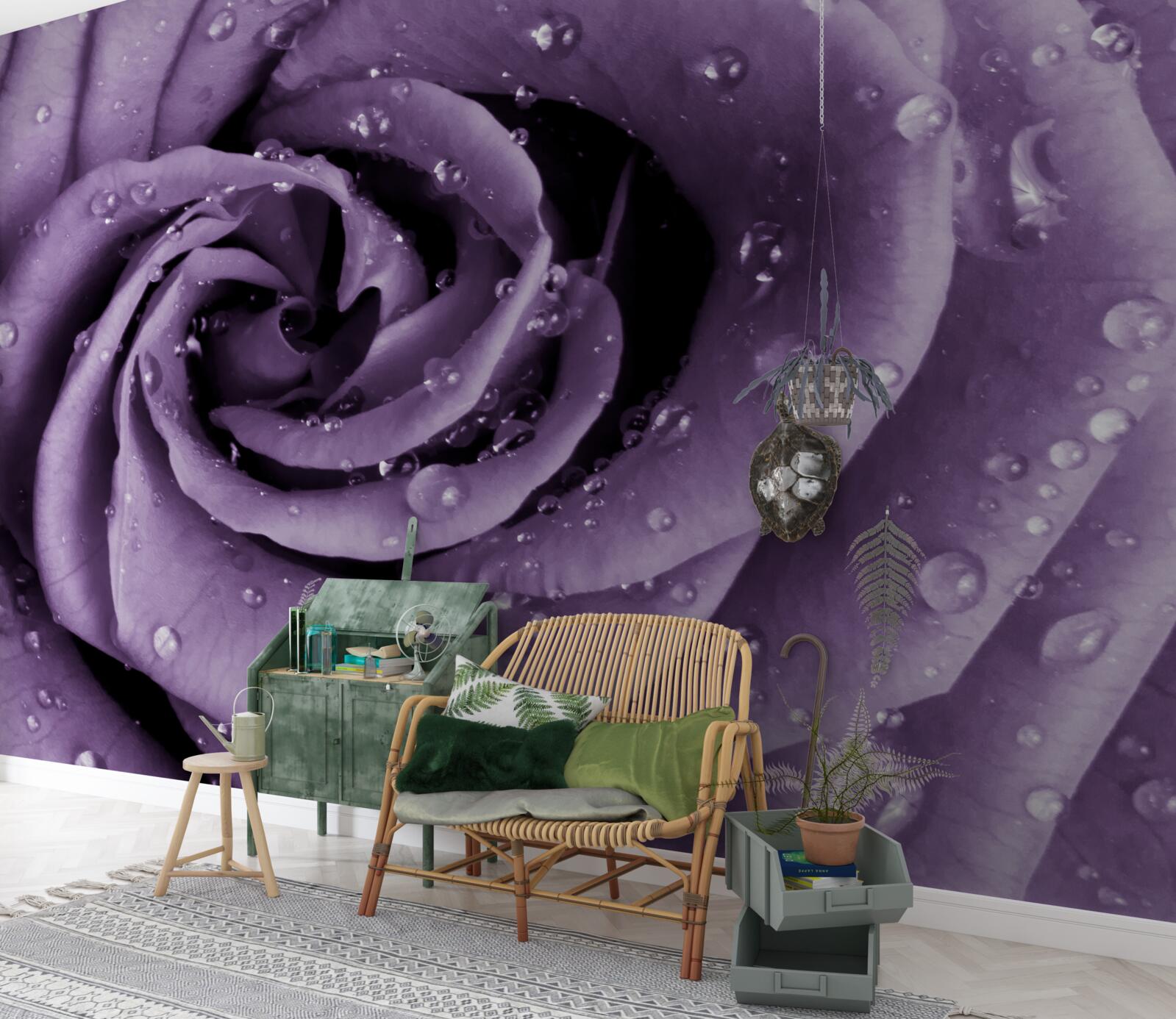 Fototapeta poranna rosa na fioletowej róży