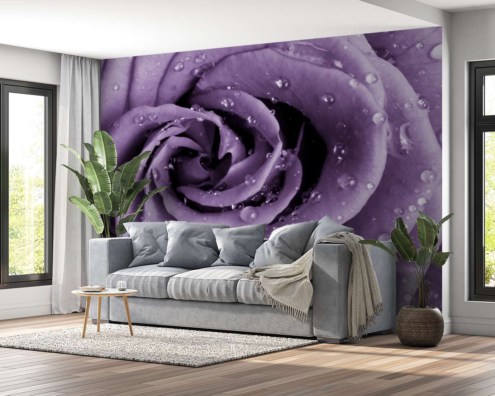 Fototapeta poranna rosa na fioletowej róży