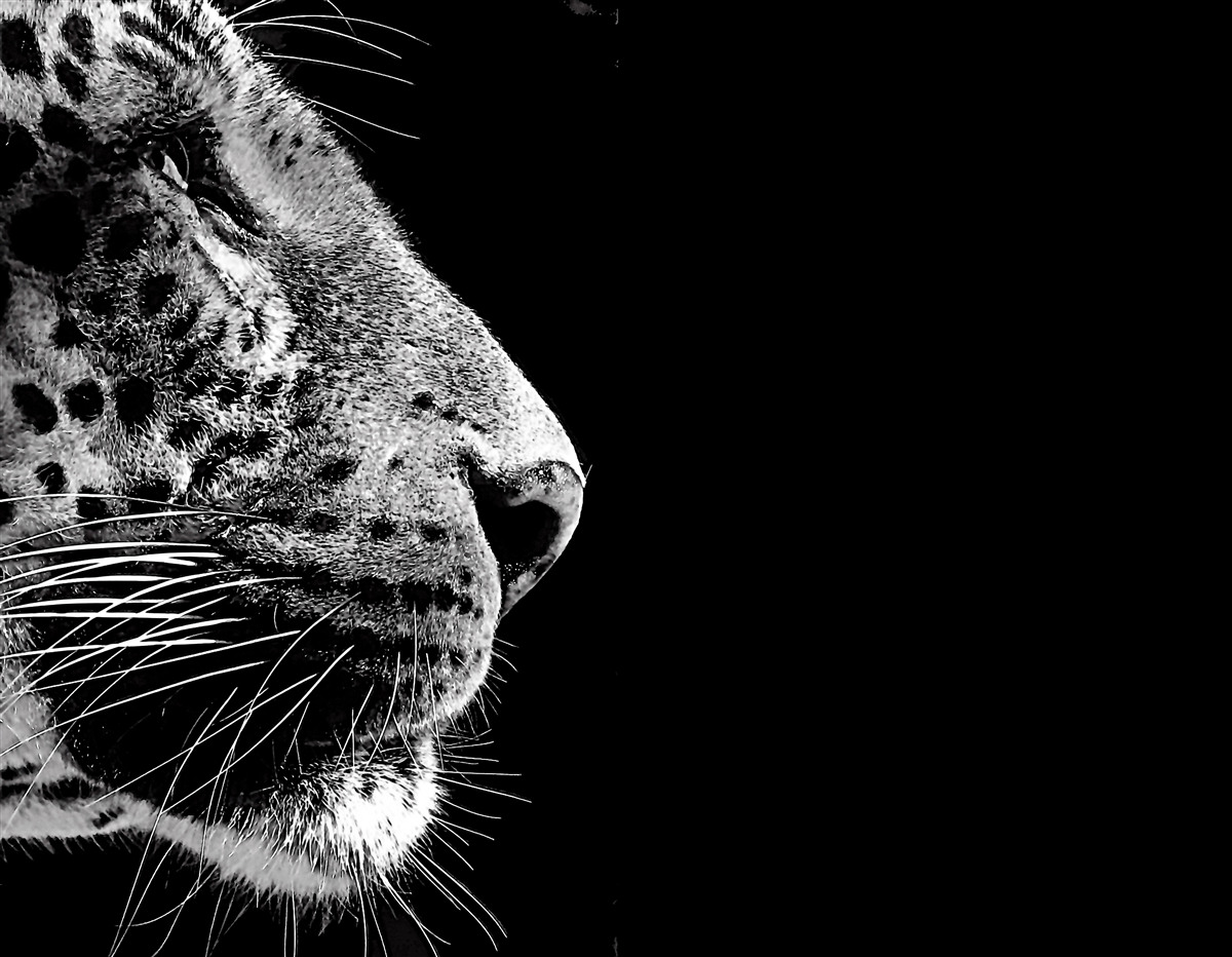 Fototapeta jaguar w czerni i bieli