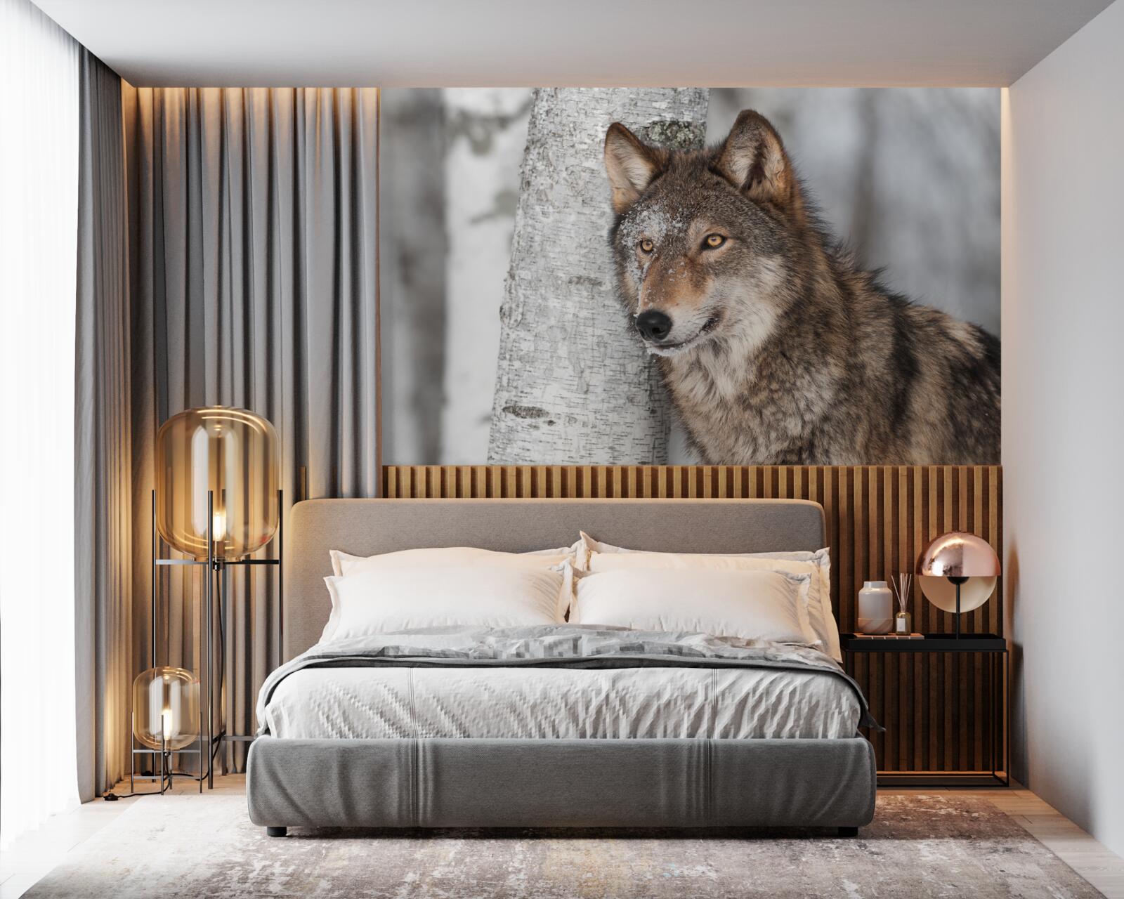 Fototapeta wilk koloru cynamonowego wpadł w zasadzkę obok brzozy