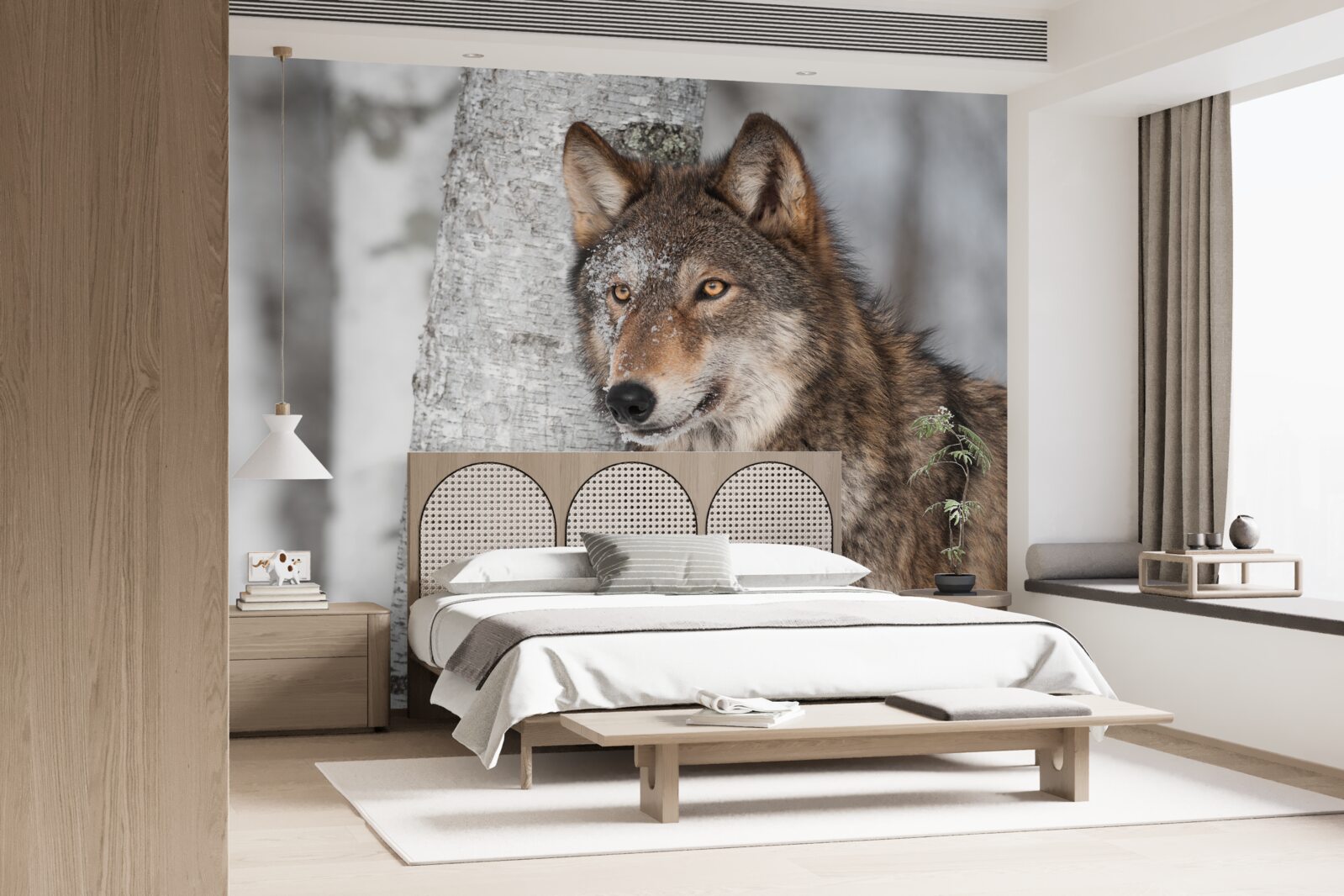 Fototapeta wilk koloru cynamonowego wpadł w zasadzkę obok brzozy