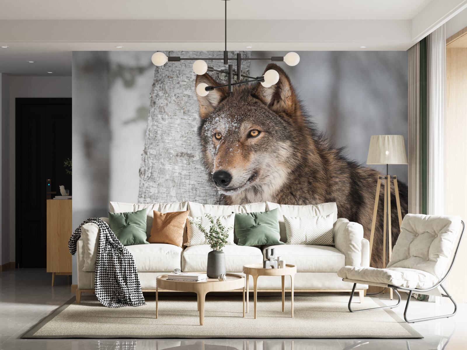 Fototapeta wilk koloru cynamonowego wpadł w zasadzkę obok brzozy