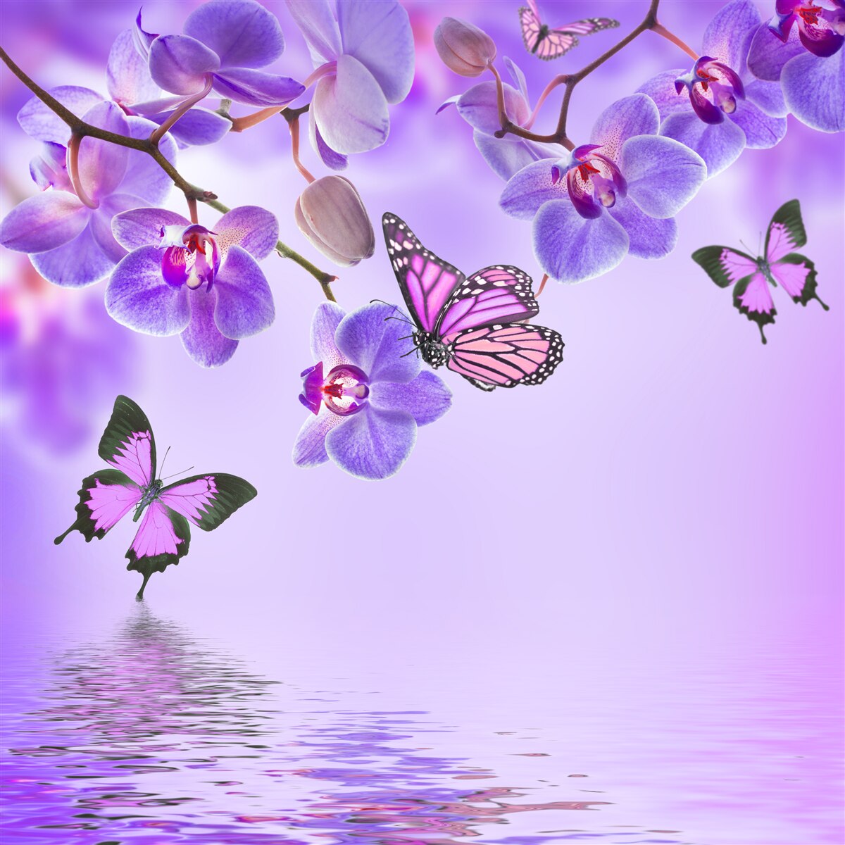 Fototapeta motyle i fioletowa orchidea