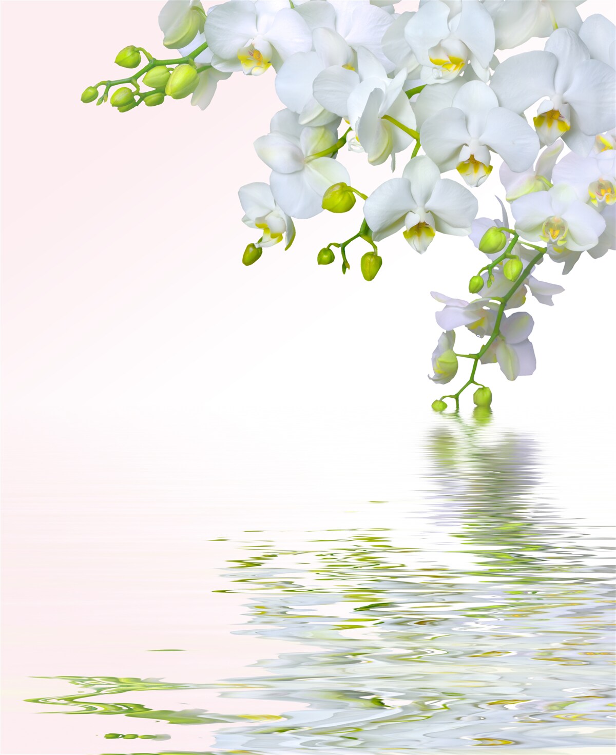 Fototapeta orchidee białe jak śnieg o świcie