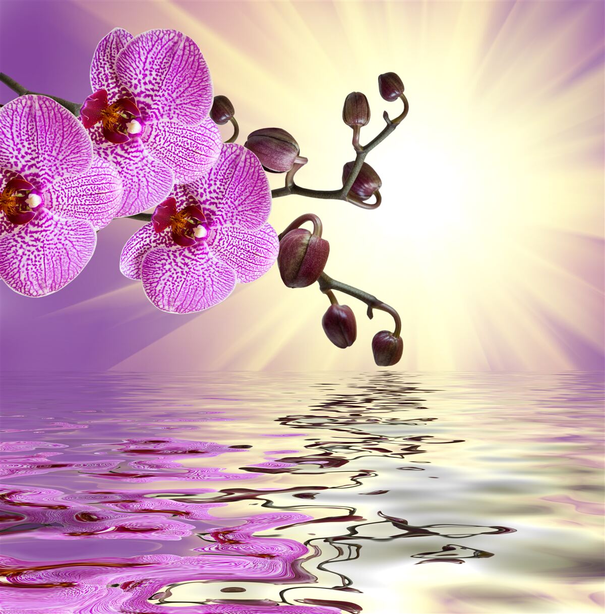 Fototapeta odbicie orchidei w wodzie