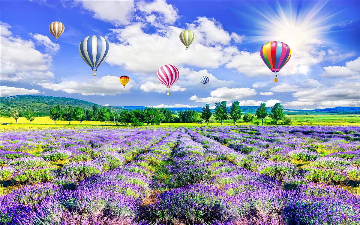 Fototapeta kolorowe balony nad polem z lawendą