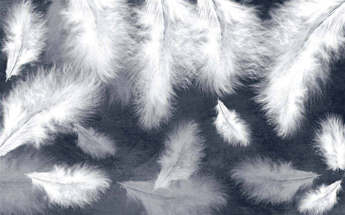 Fototapeta przewiewne puszyste białe pióra