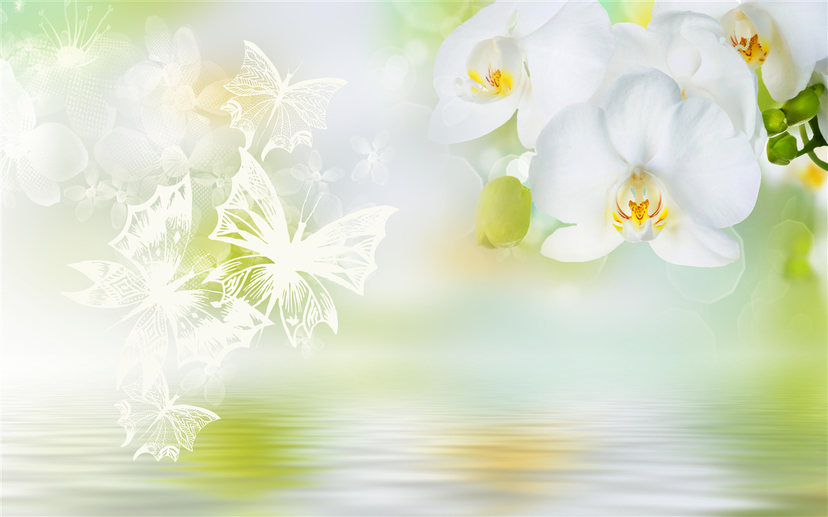 Fototapeta Śnieżnobiałe orchidee odbite w wodzie