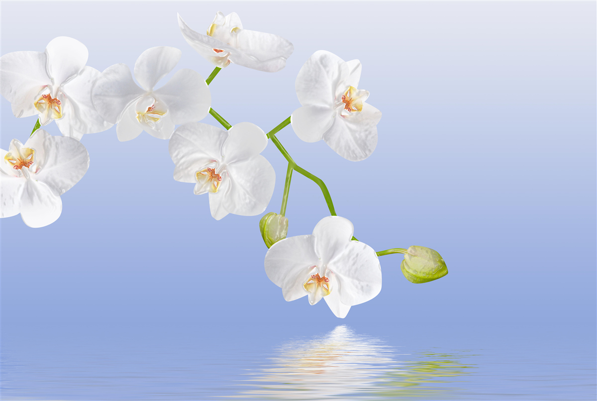 Fototapeta Śnieżnobiała orchidea nad powierzchnią wody