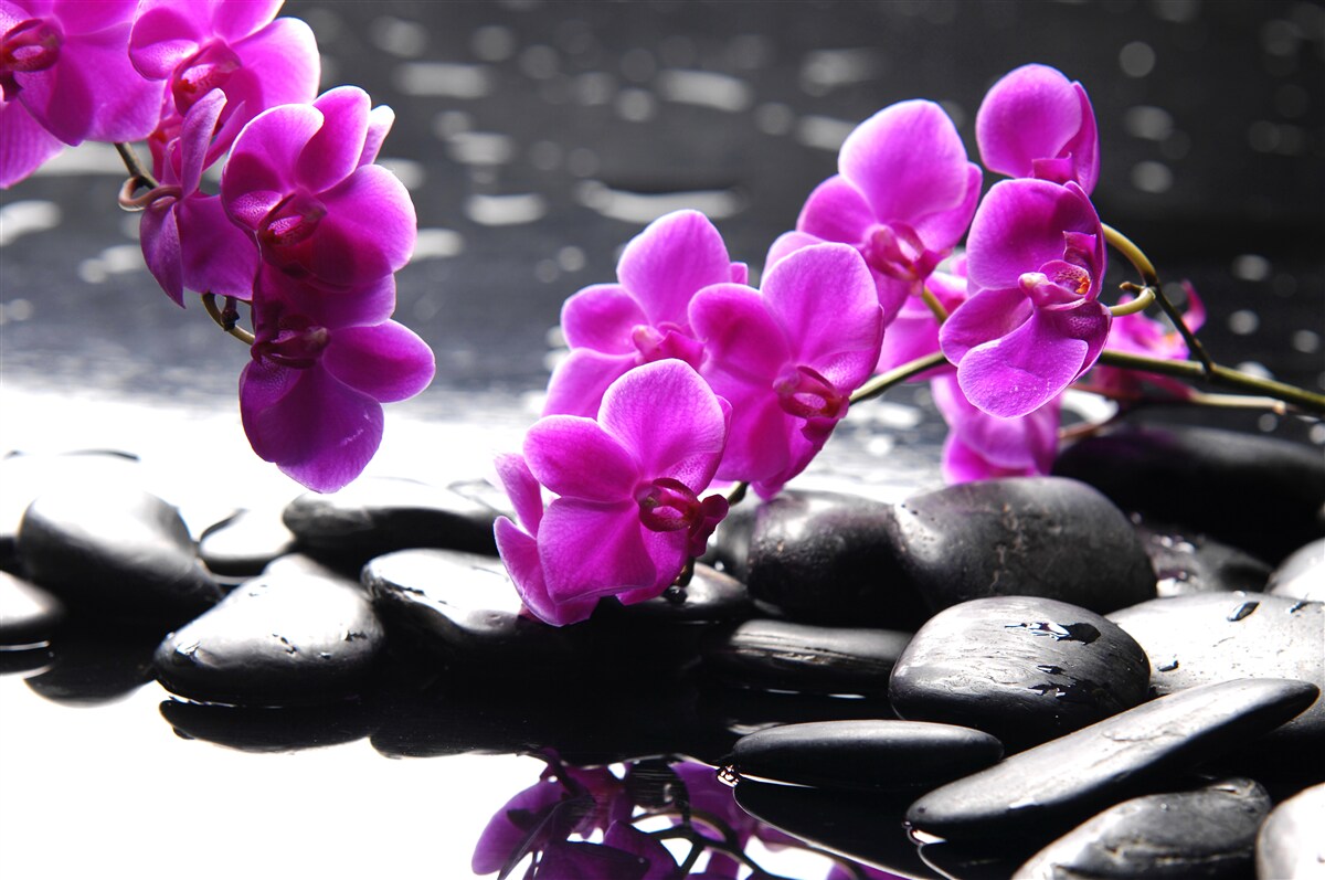 Fototapeta orchidea o liliowym odcieniu, osadzona na matowych czarnych kamieniach