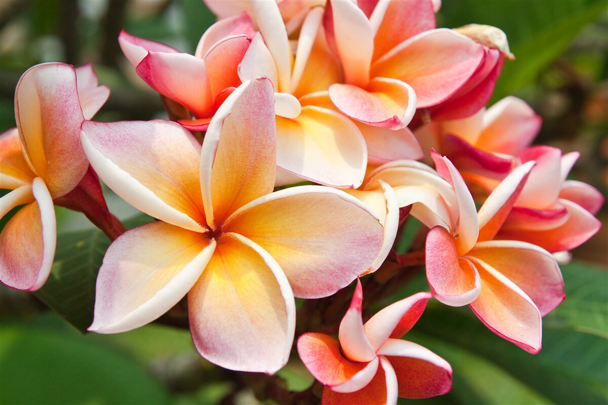 Fototapeta frangipani z atrakcyjnymi kwiatami