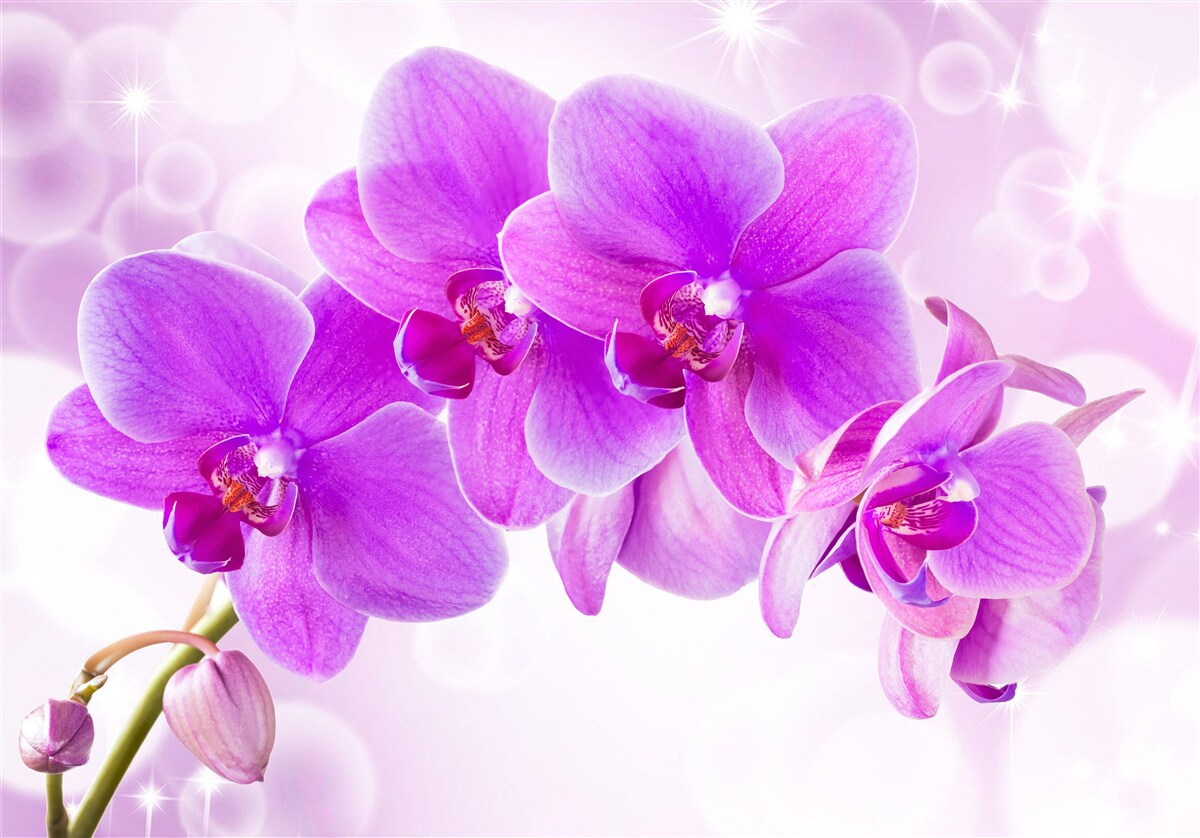 Fototapeta delikatna fioletowa orchidea wygląda naprawdę imponująco