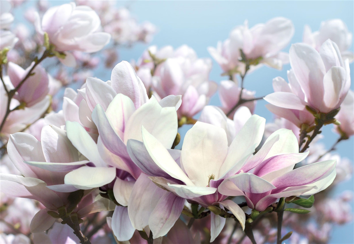 Fototapeta magnolia owiana kwiatami