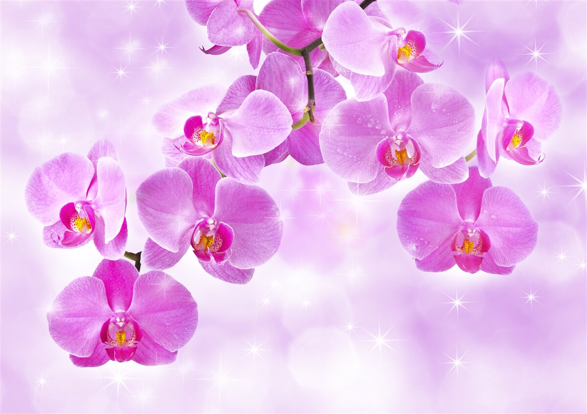 Fototapeta zwisają fioletowe orchidee