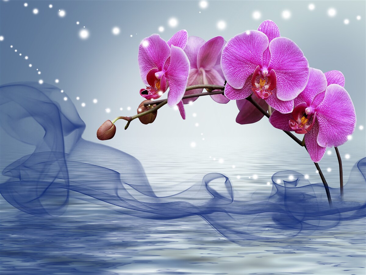 Fototapeta Łodyga wspaniałej orchidei w kolorze liliowym