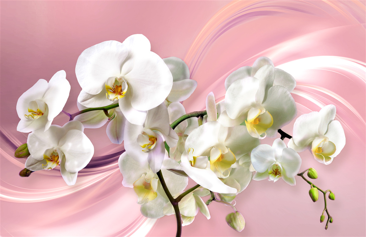 Fototapeta duże białe orchidee na różowym tle