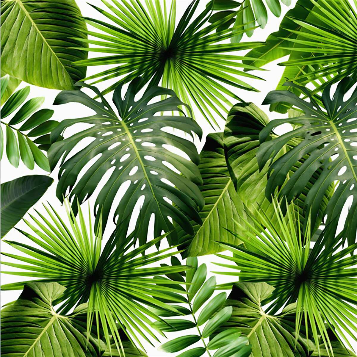 Fototapeta monstera i liście bananów na białym tle, z gęstością