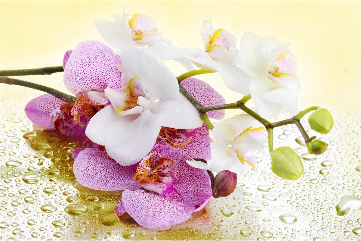 Fototapeta krople na gałęzie zachwycających orchidei