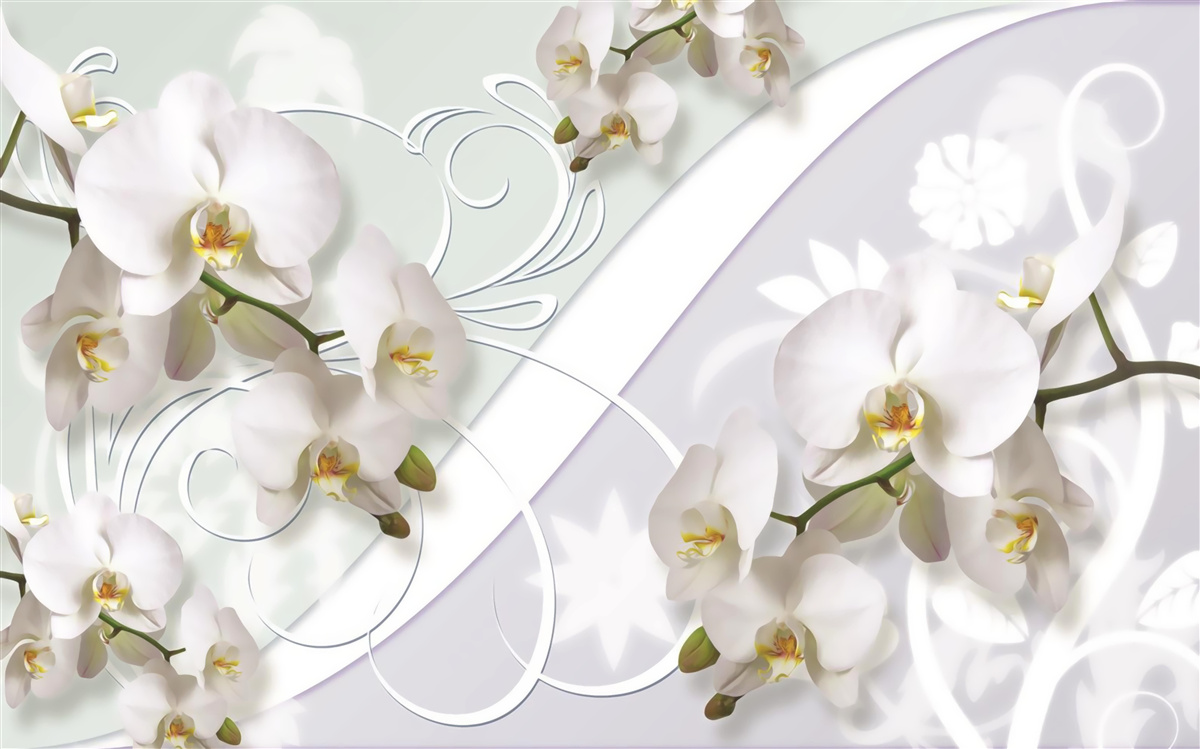Fototapeta białe orchidee na białym tle