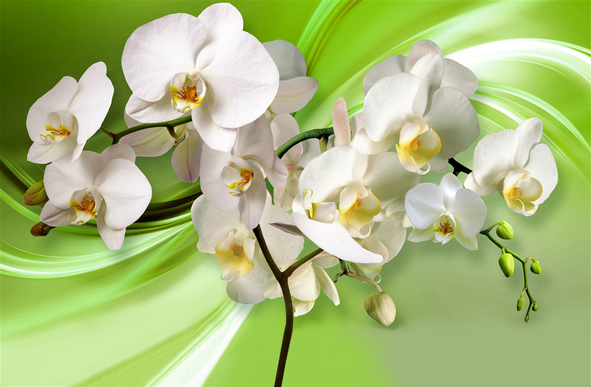 Fototapeta biała orchidea na zielonym tle
