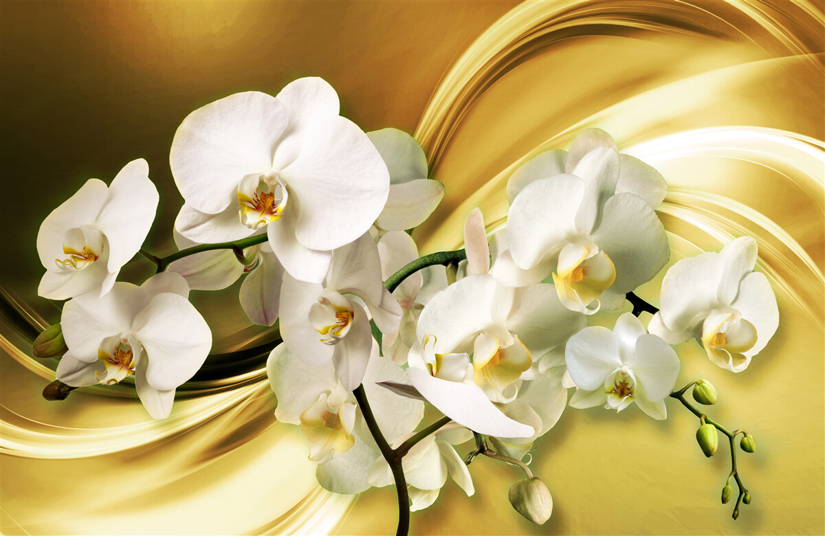 Fototapeta Śnieżnobiałe orchidee, luksusowo otwarte na brązowej jedwabnej tkaninie