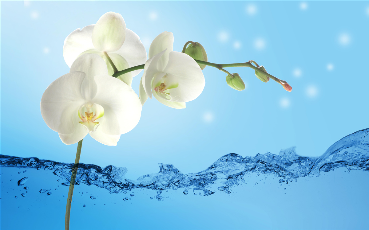 Fototapeta odpowiedź: biała orchidea zanurzona w wodzie