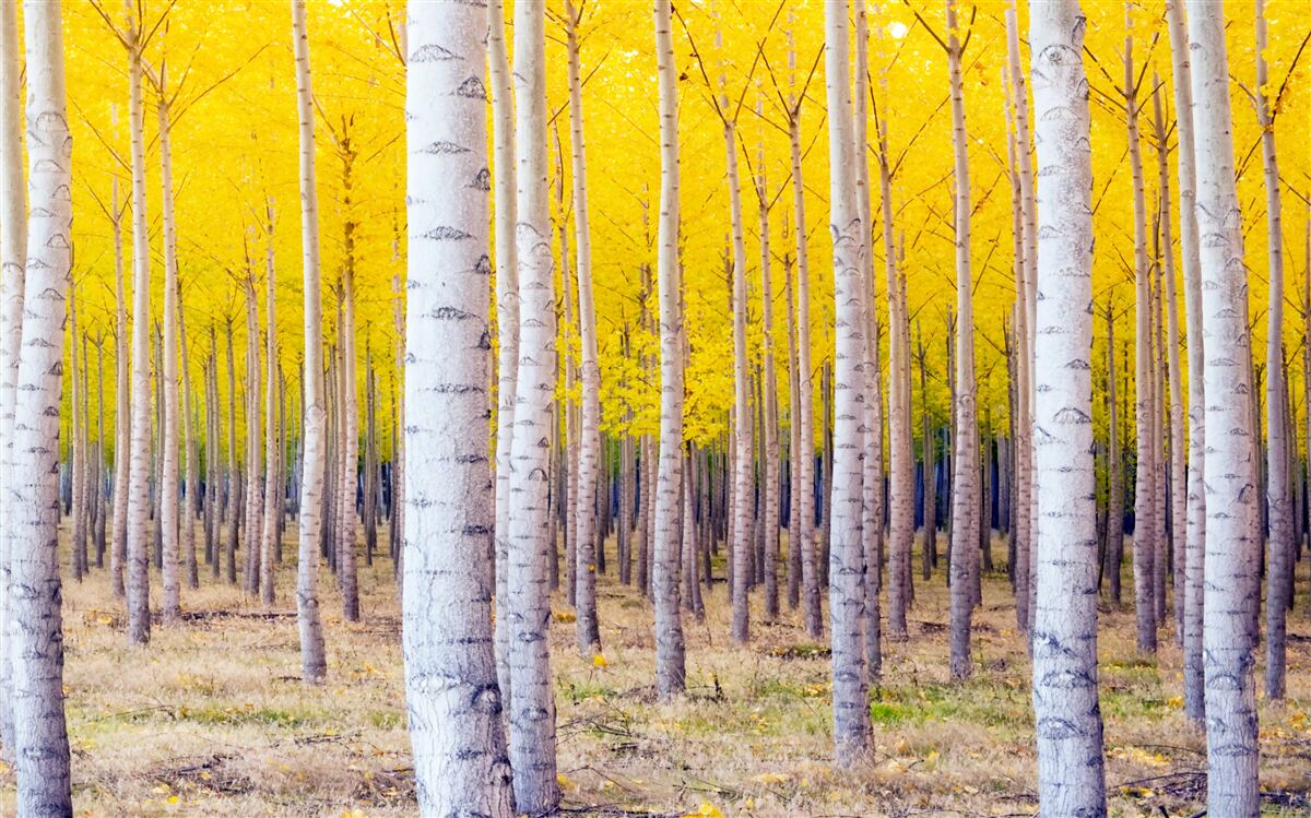 Fototapeta jasnożółte kolory rozjaśniają się w brzozowym lesie