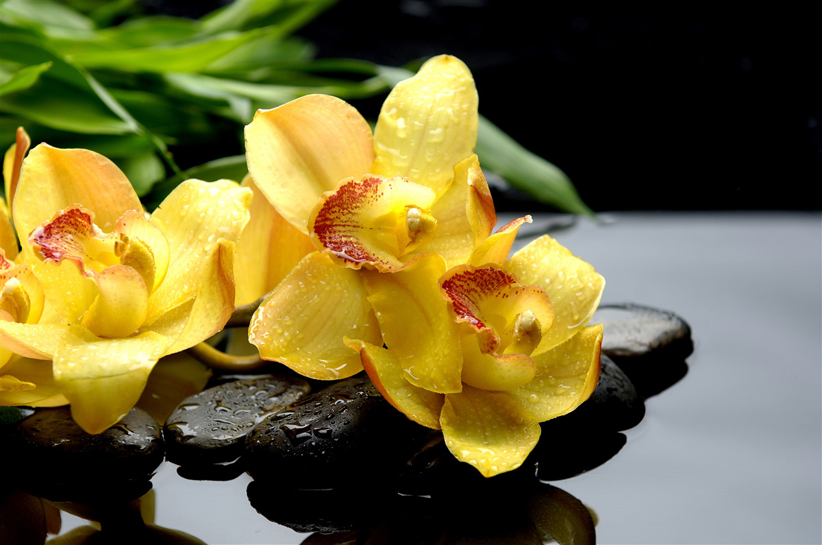 Fototapeta bukiet delikatnych żółtych orchidei
