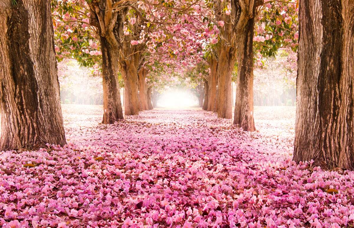 Fototapeta różowa sakura pokryła alejkę