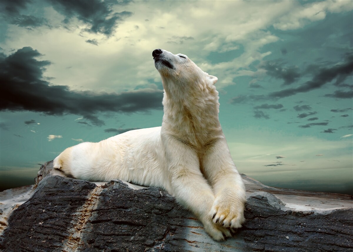 Fototapeta niedźwiedź polarny odpoczywa na kamieniu