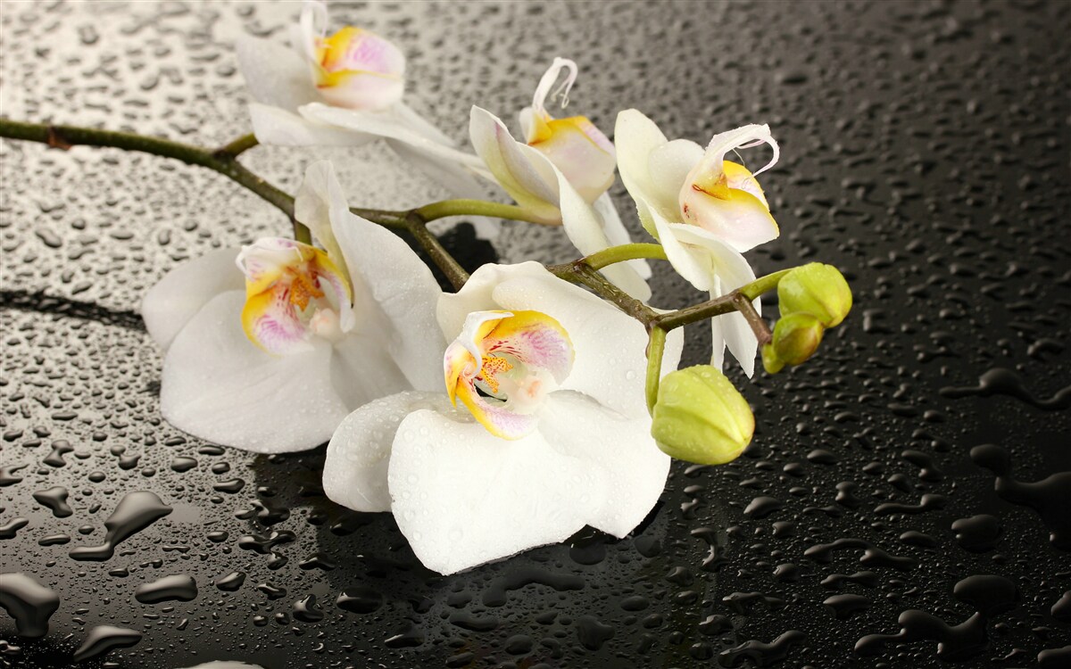 Fototapeta Śnieżnobiała orchidea po ulewnym deszczu