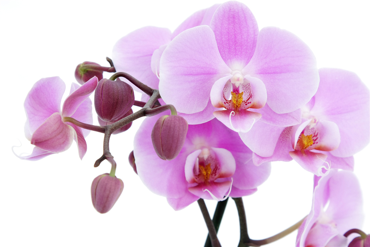 Fototapeta orchidea w odcieniach fioletu z pąkami kwiatowymi