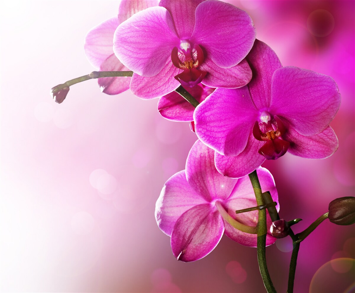 Fototapeta orchidee i pączek bzu
