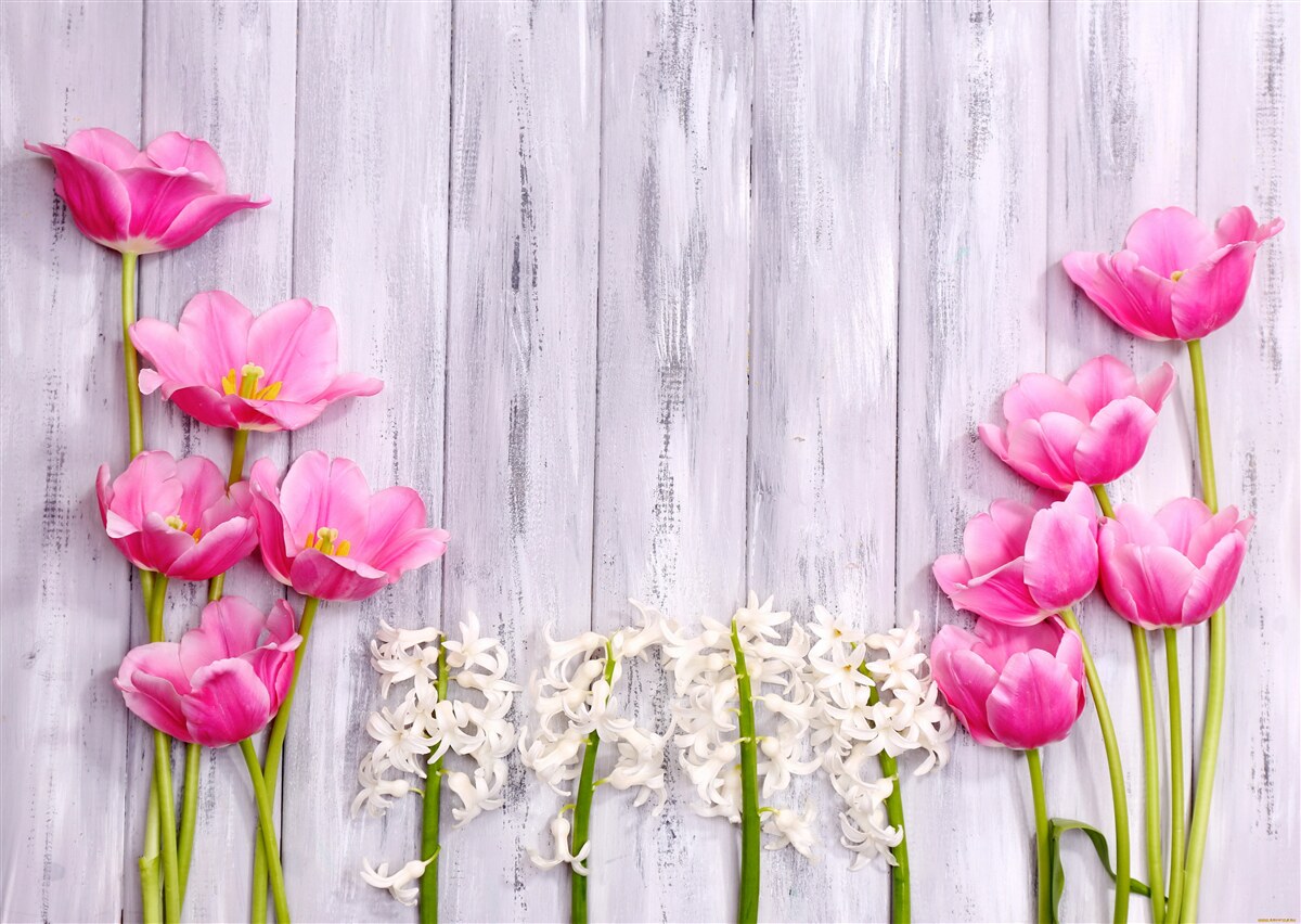 Fototapeta różowe tulipany rosnące na drzewie