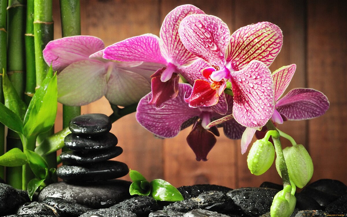 Fototapeta karmazynowa orchidea wśród kamieni