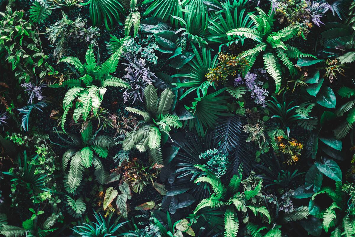 Fototapeta flora i fauna lasów tropikalnych