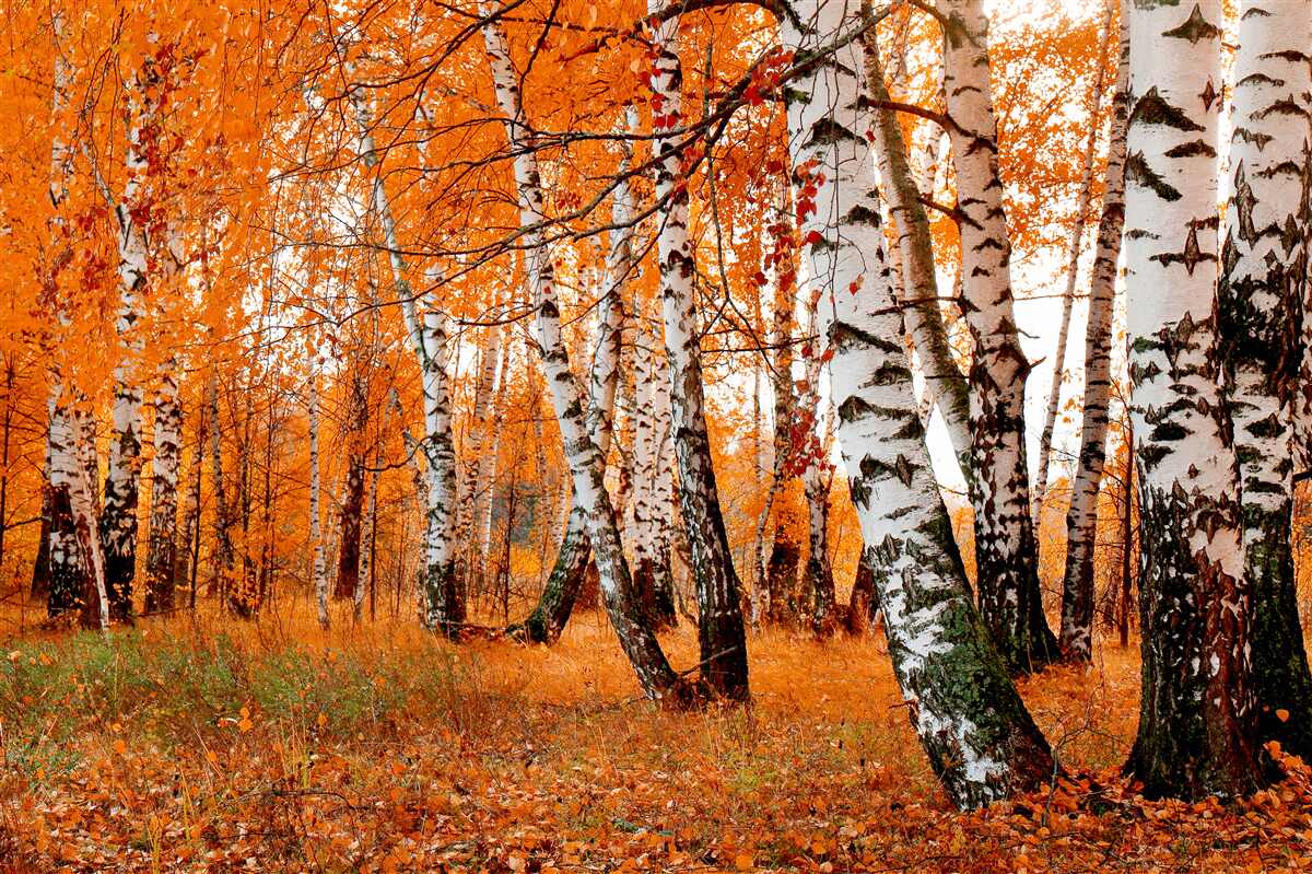 Fototapeta liście brzozy są pomarańczowe